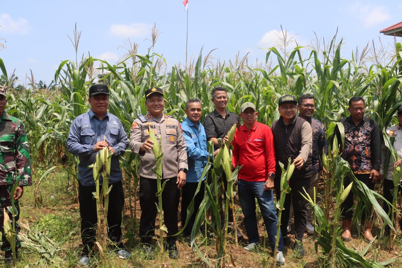 Kapolres Tanjab Barat dan Forkopimda Sukseskan Panen Raya Jagung Serentak
